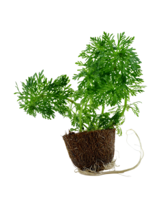 Limnophila sessiliflora 2