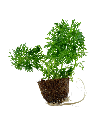 Limnophila sessiliflora