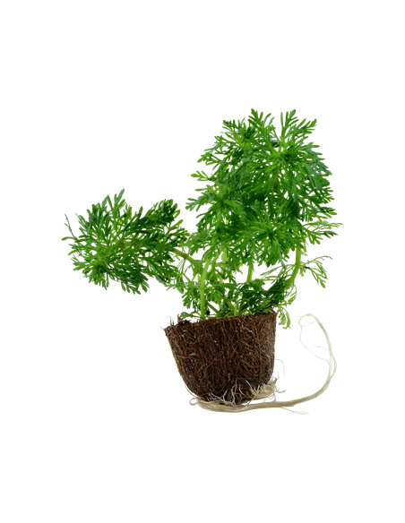 Limnophila sessiliflora