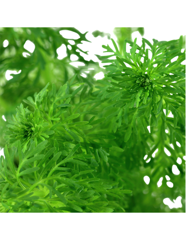 Limnophila sessiliflora