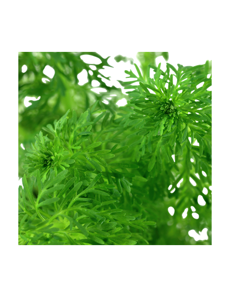 Limnophila sessiliflora