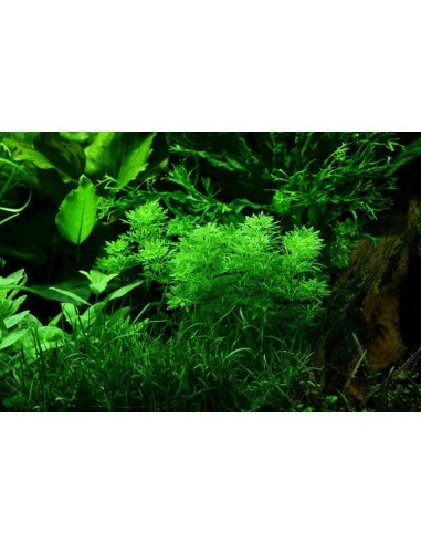 Limnophila sessiliflora