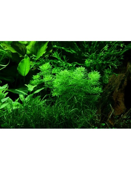 Limnophila sessiliflora