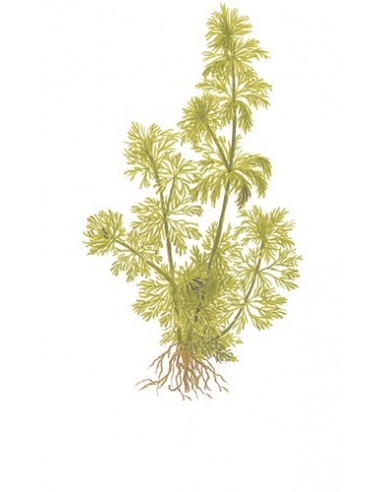 Limnophila sessiliflora