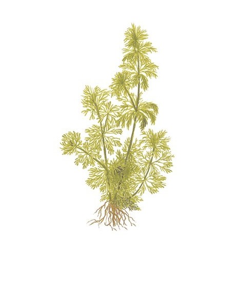 Limnophila sessiliflora