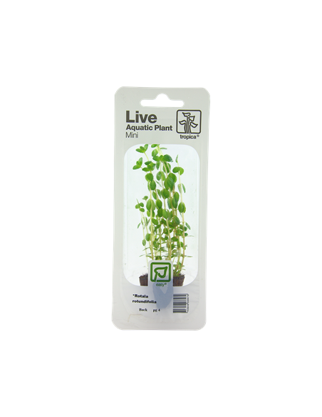 Rotala rotundifolia