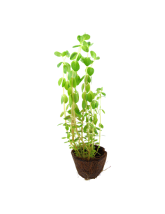 Rotala rotundifolia 2
