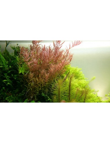 Rotala rotundifolia