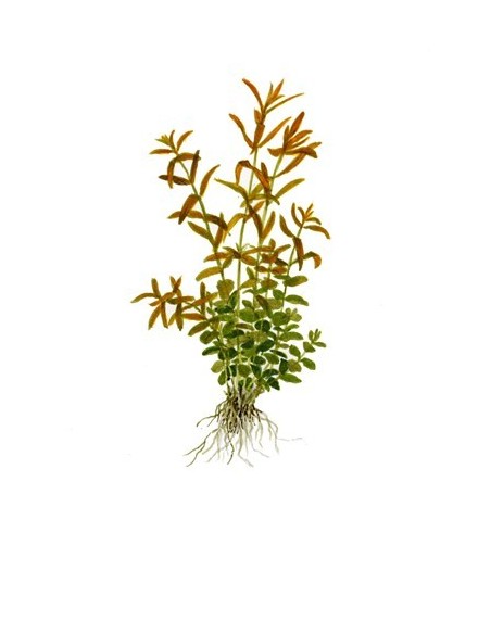 Rotala rotundifolia