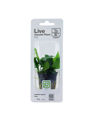 Anubias barteri var, nana