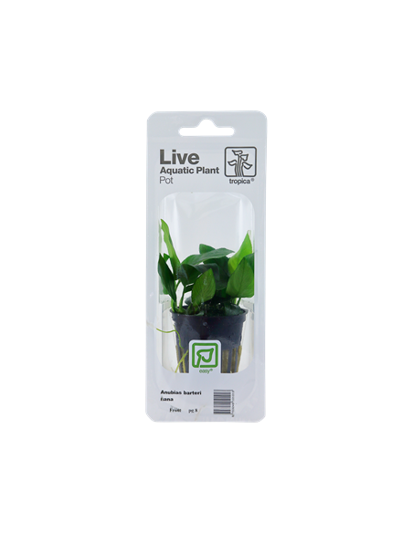 Anubias barteri var, nana