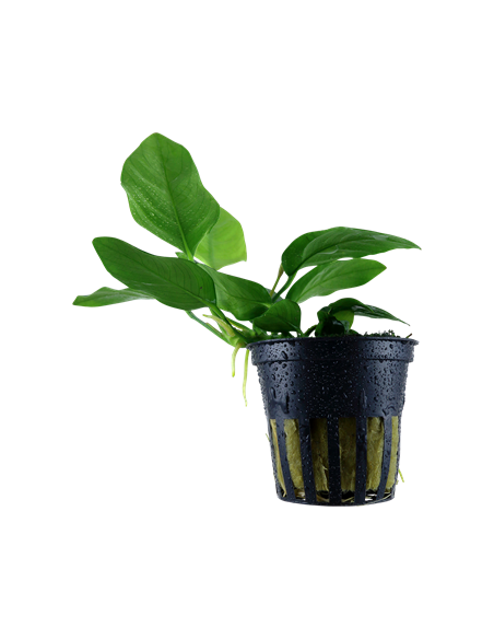Anubias barteri var, nana