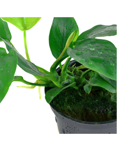 Anubias barteri var, nana
