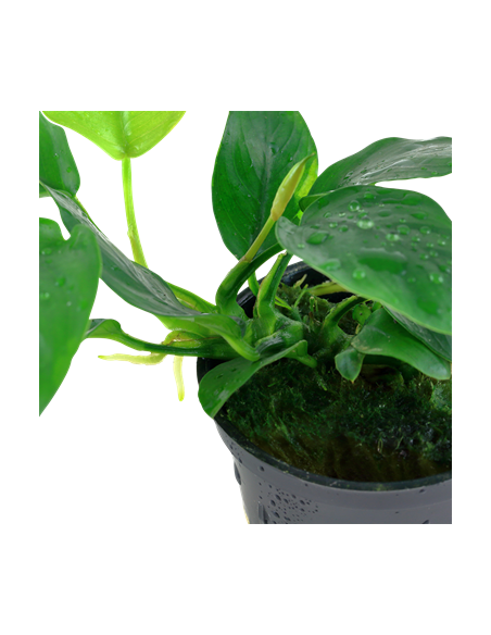 Anubias barteri var, nana