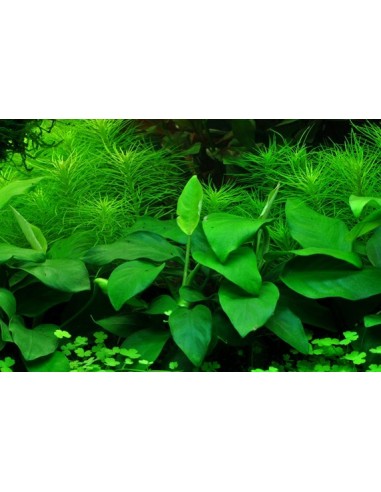 Anubias barteri var, nana