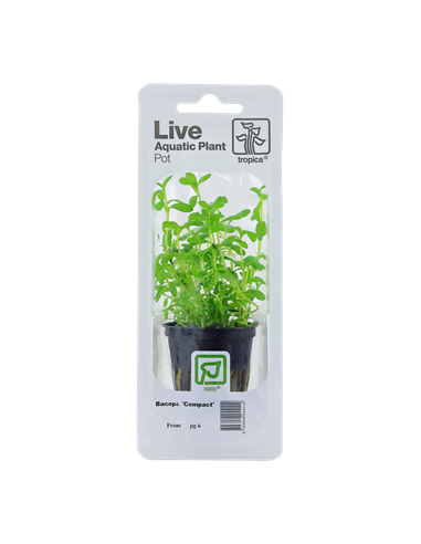 Bacopa monnieri 'Compact'