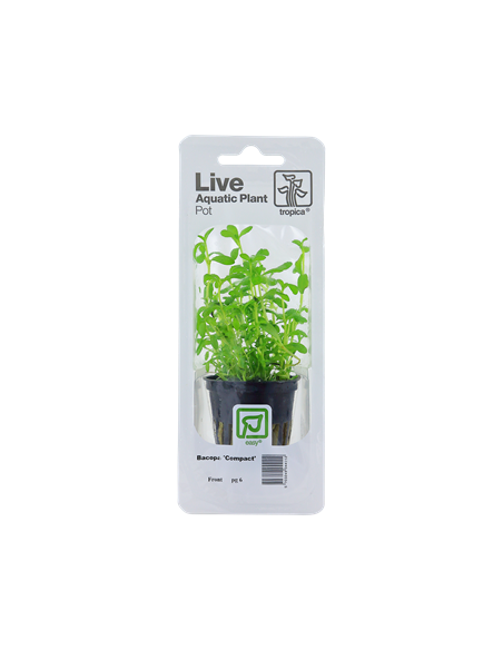 Bacopa monnieri 'Compact'