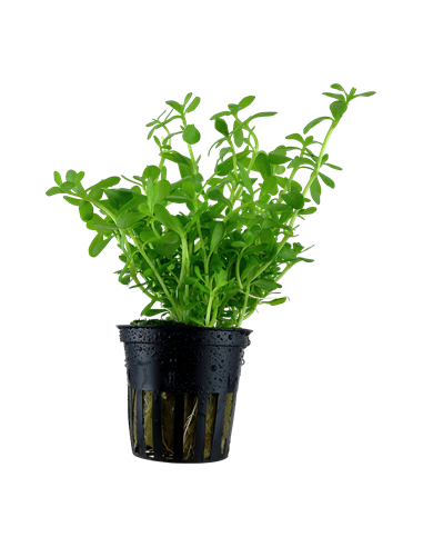 Bacopa monnieri 'Compact'