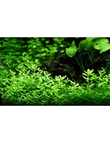 Bacopa monnieri 'Compact'