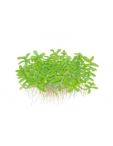 Bacopa monnieri 'Compact'