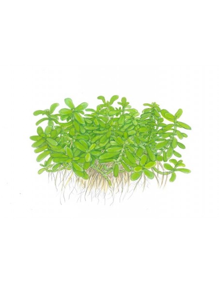 Bacopa monnieri 'Compact'