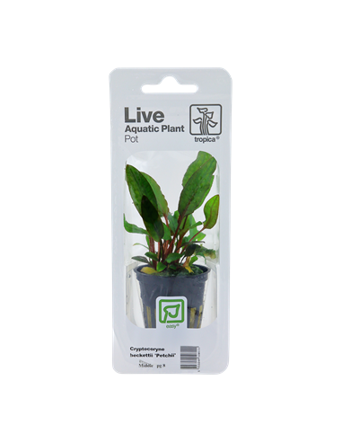 Cryptocoryne beckettii 'Petchii'