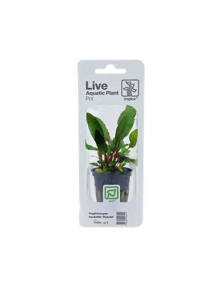 Cryptocoryne beckettii 'Petchii'