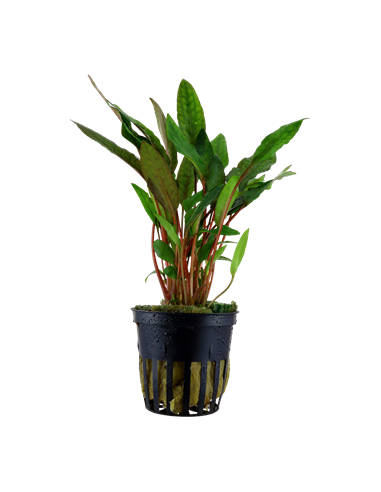 Cryptocoryne beckettii 'Petchii'