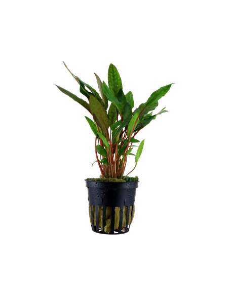 Cryptocoryne beckettii 'Petchii'
