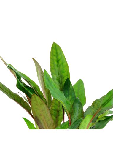 Cryptocoryne beckettii 'Petchii'