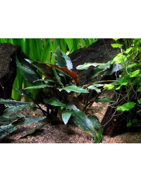 Cryptocoryne beckettii 'Petchii'