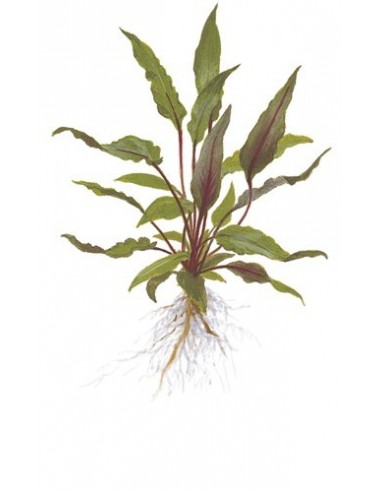 Cryptocoryne beckettii 'Petchii'