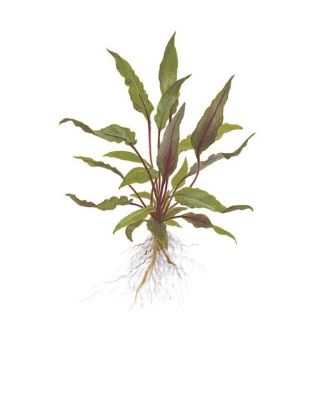 Cryptocoryne beckettii 'Petchii'