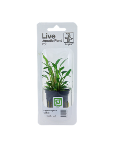 Cryptocoryne x willisii