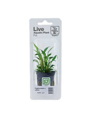 Cryptocoryne x willisii