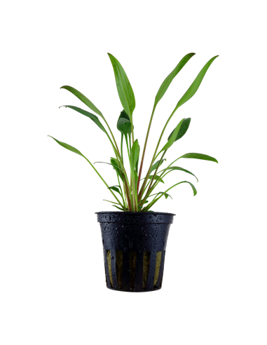 Cryptocoryne x willisii