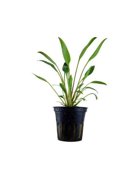 Cryptocoryne x willisii