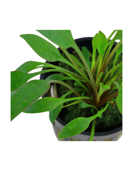 Cryptocoryne x willisii