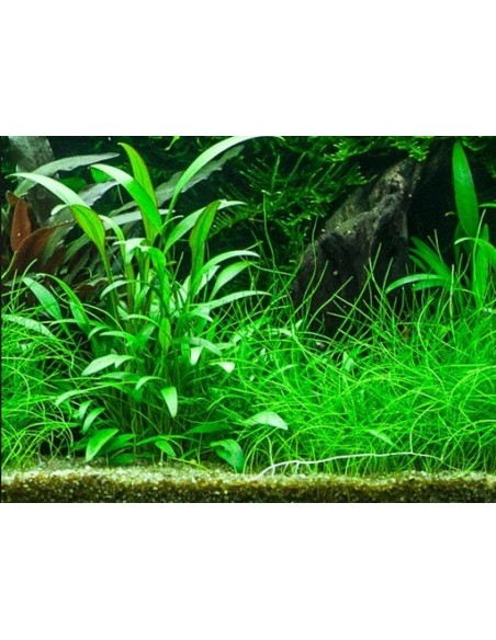 Cryptocoryne x willisii