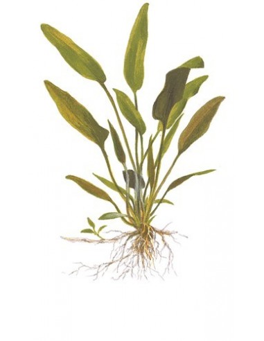 Cryptocoryne x willisii