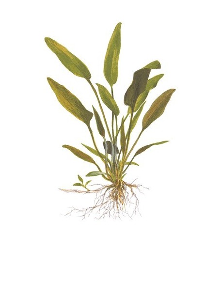 Cryptocoryne x willisii