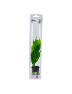 Echinodorus grisebachii 'Bleherae'