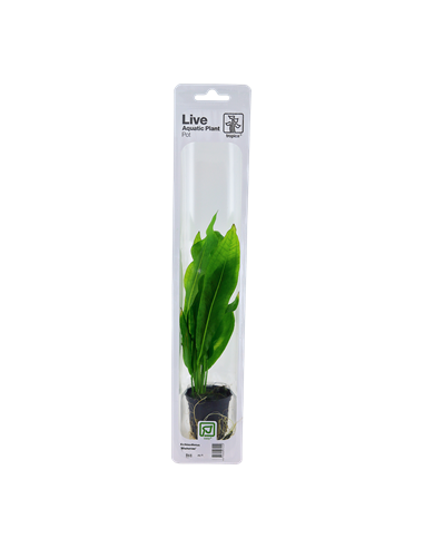 Echinodorus grisebachii 'Bleherae'