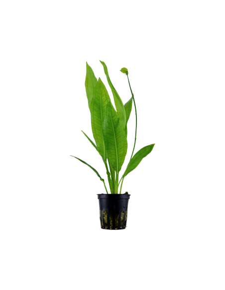 Echinodorus grisebachii 'Bleherae'