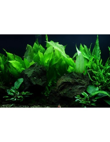 Echinodorus grisebachii 'Bleherae'