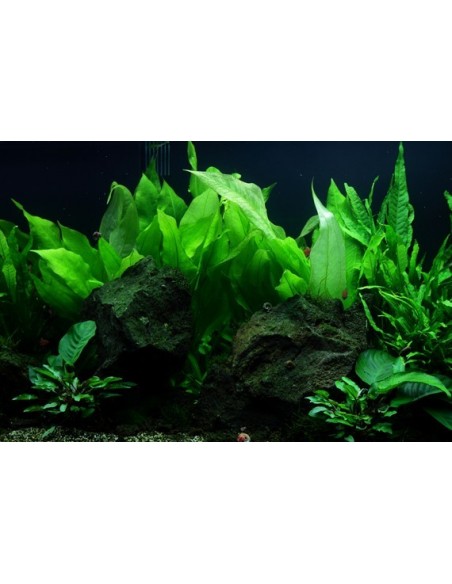 Echinodorus grisebachii 'Bleherae'