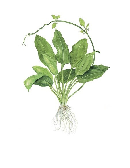 Echinodorus grisebachii 'Bleherae'