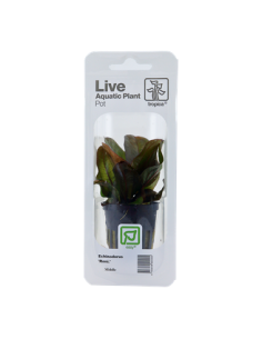 Echinodorus 'Reni'