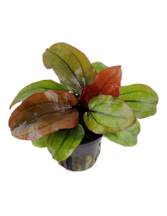Echinodorus 'Reni' 2