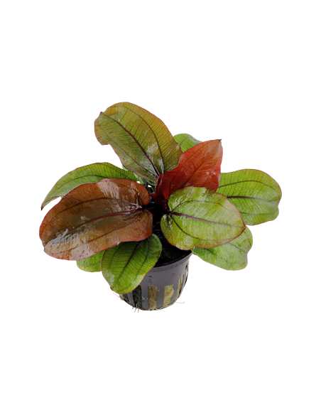 Echinodorus 'Reni'